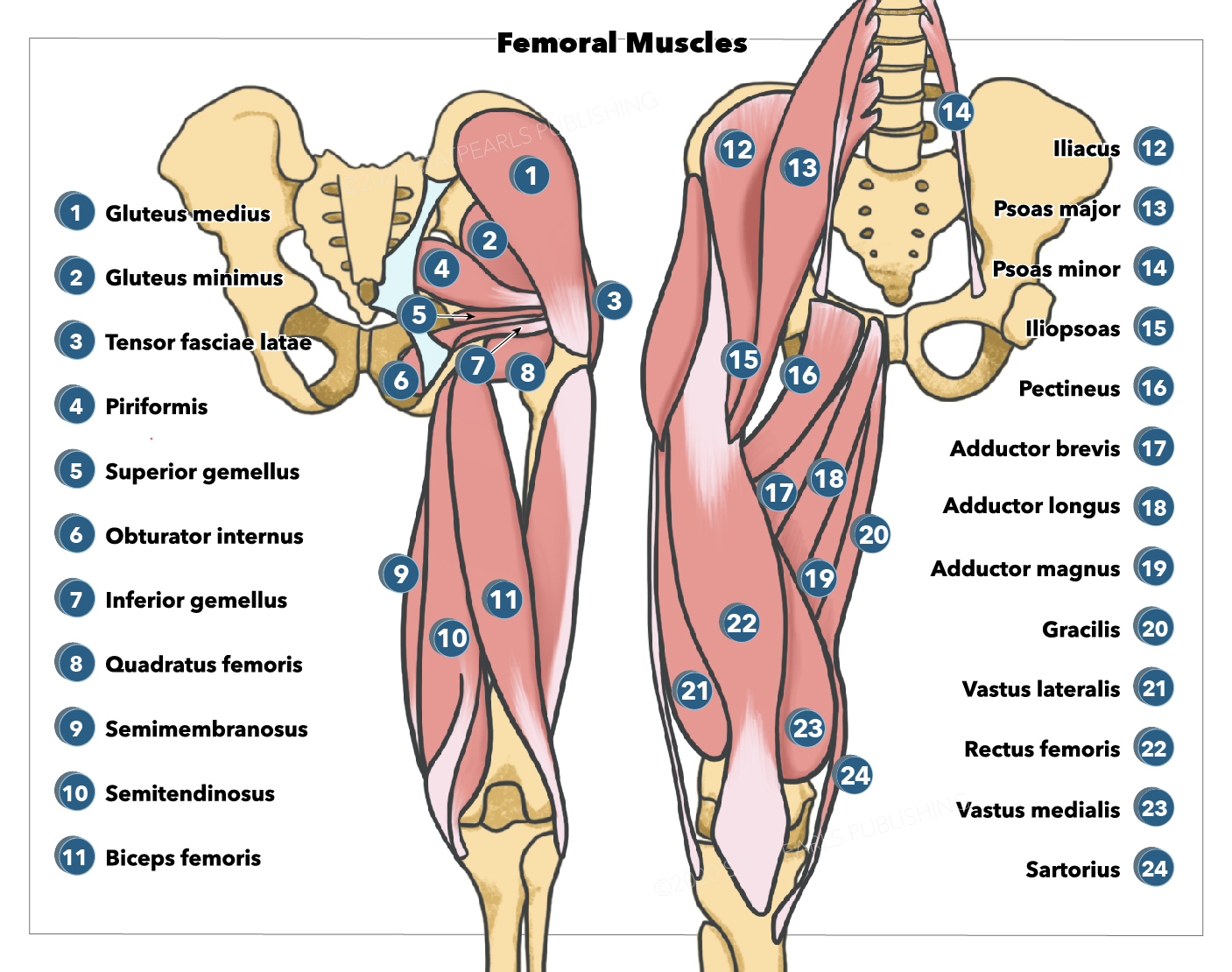 <p>Gluteal and Femoral Muscles. The&nbsp;gluteal and femoral muscles are shown in this illustration.</p>