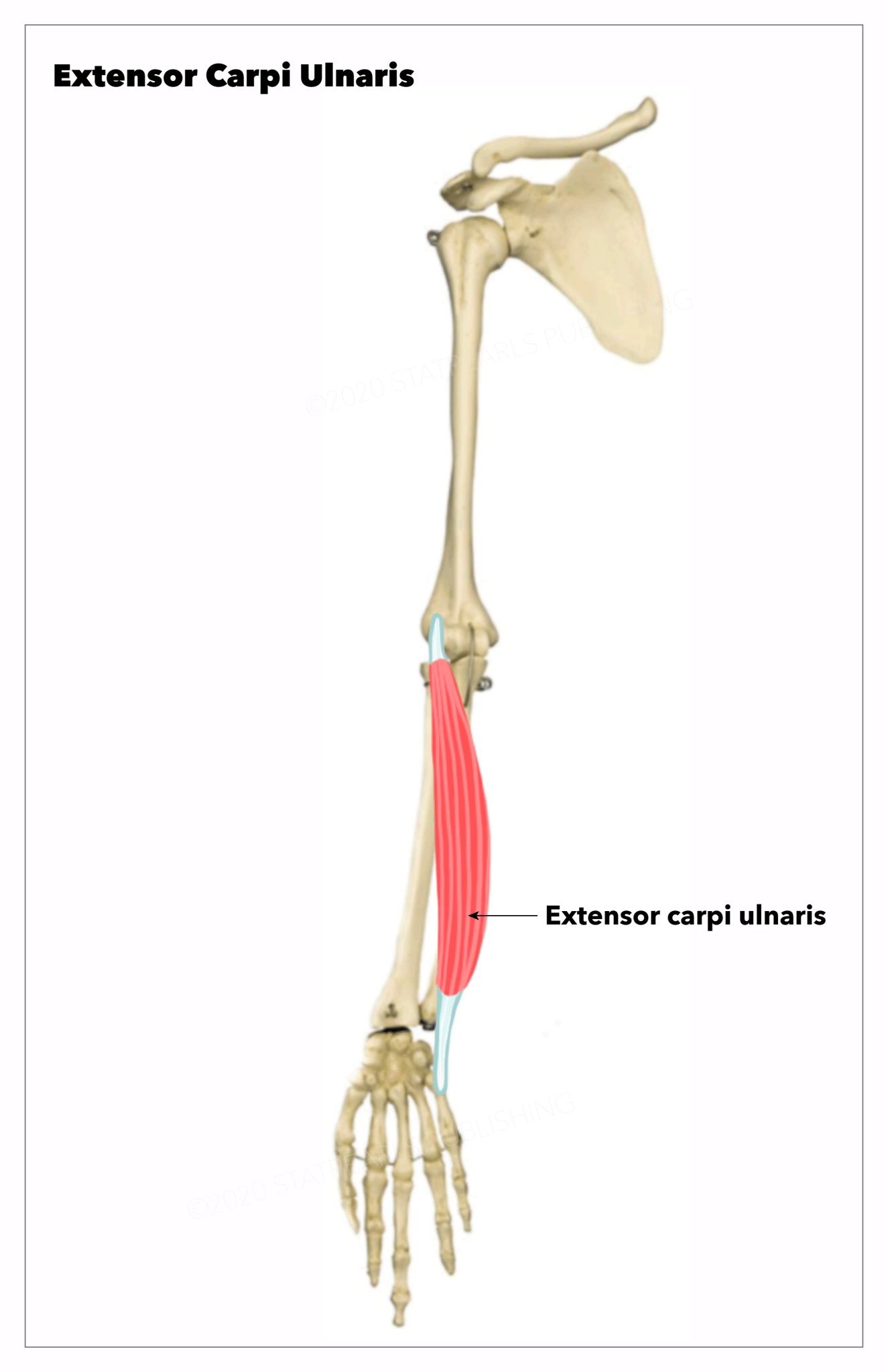 Extensor carpi ulnaris