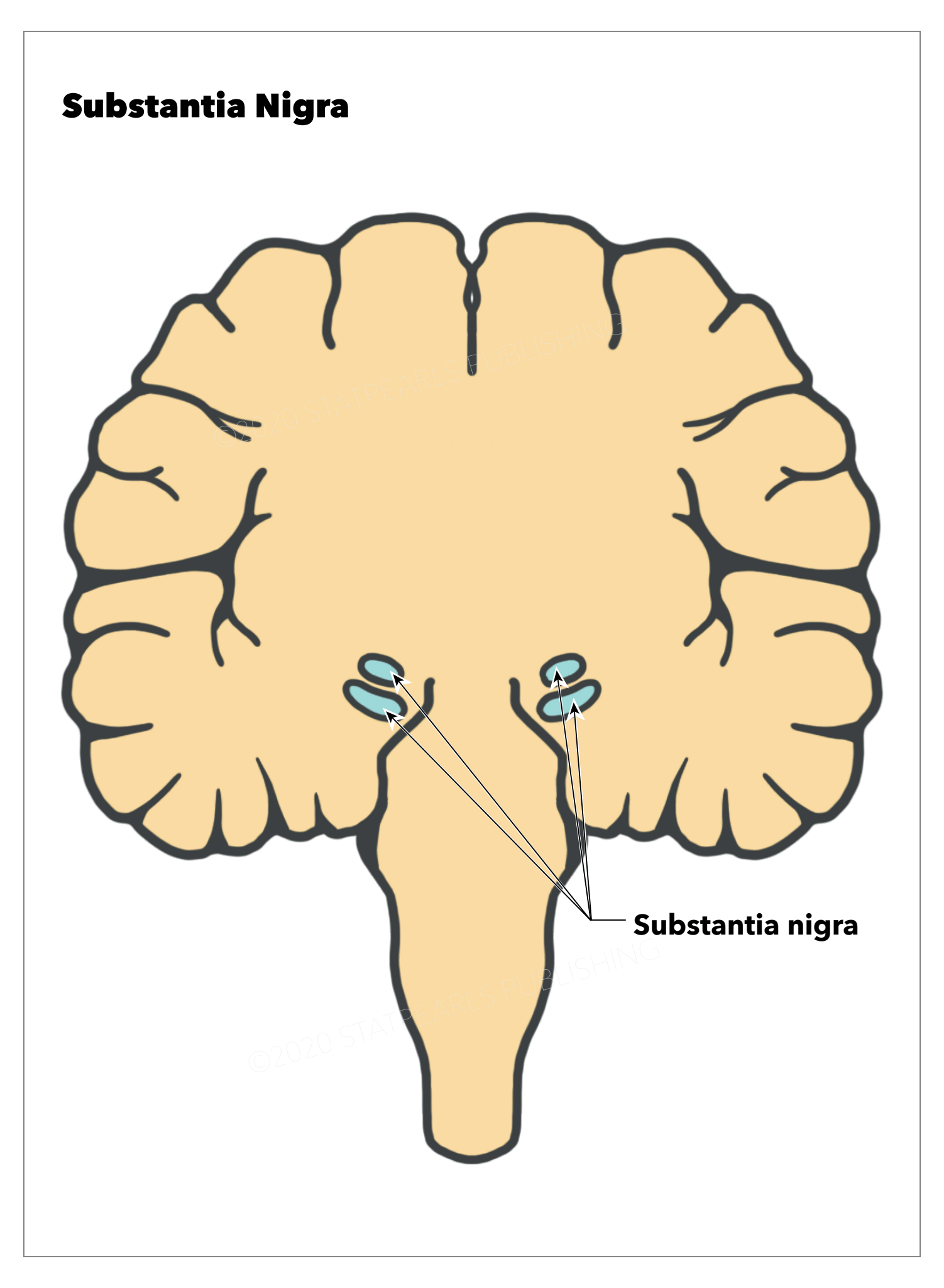 Substantia Nigra