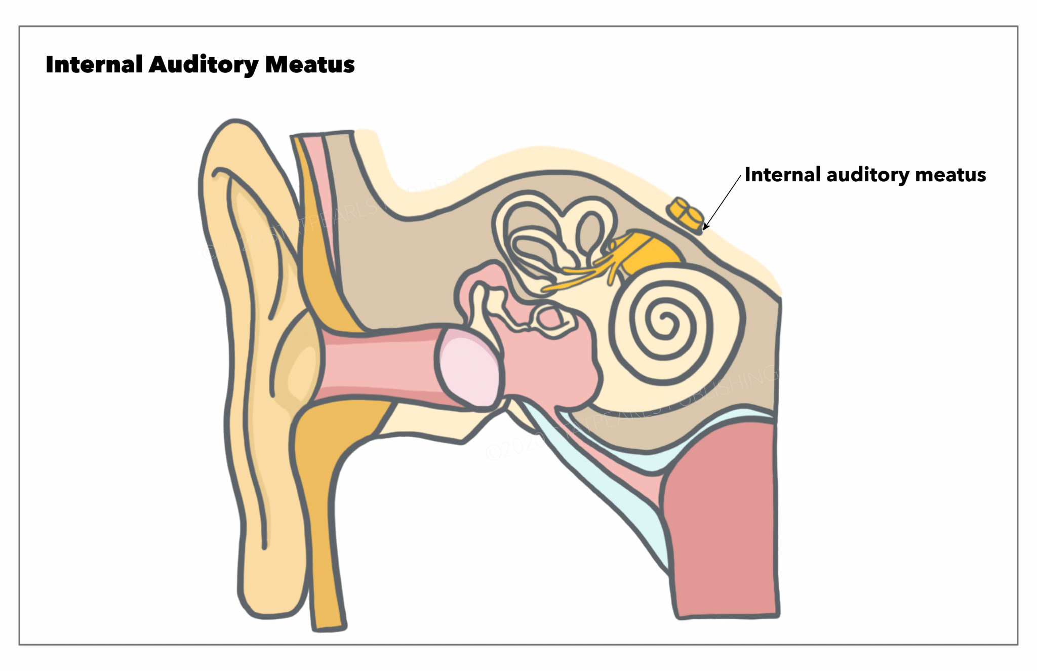 Internal auditory meatus