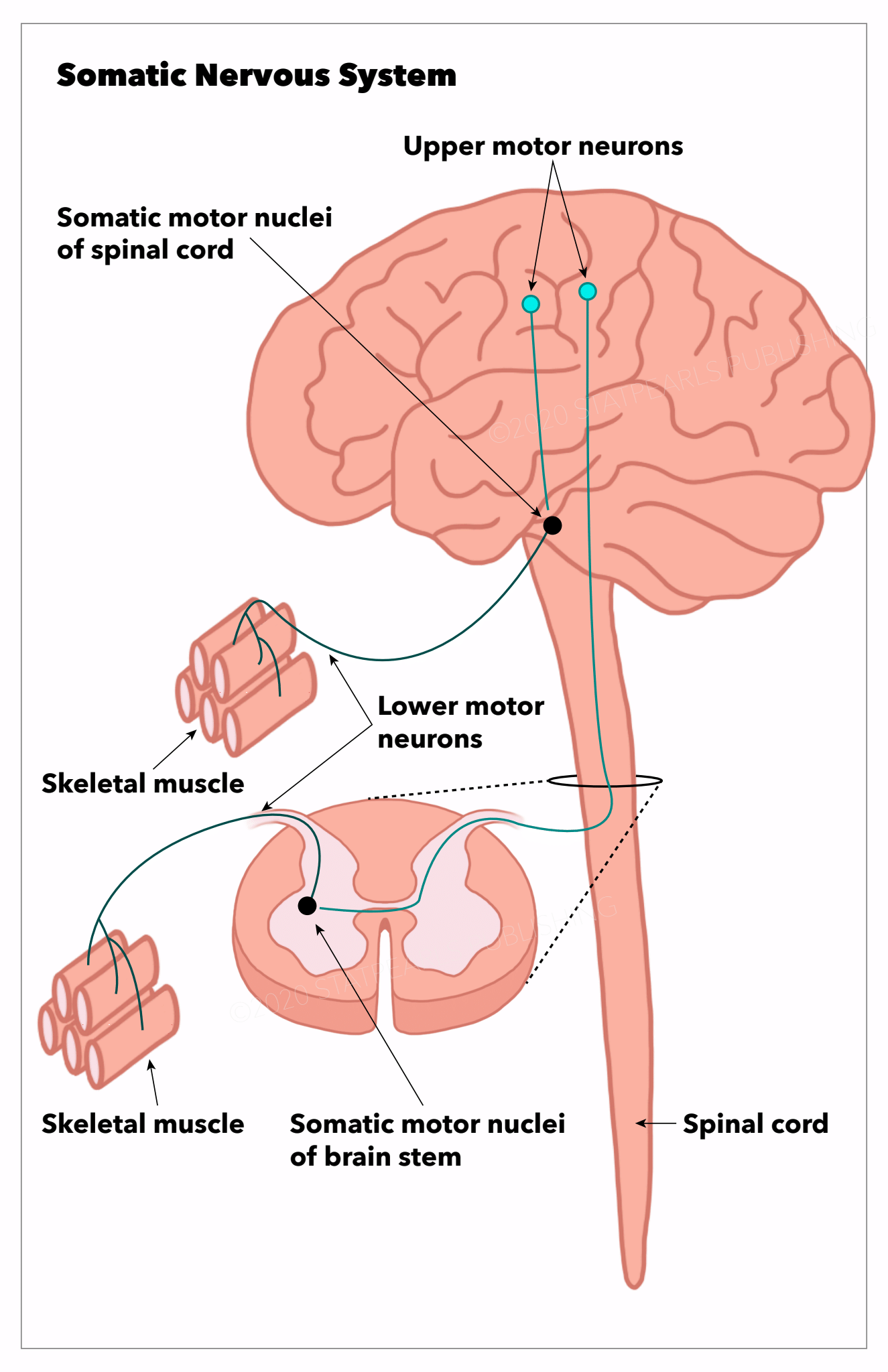 Somatic Nervous System, spinal cord, neurons