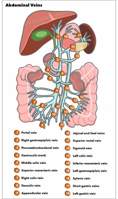 <p>Abdominal Vein Anatomy.</p>