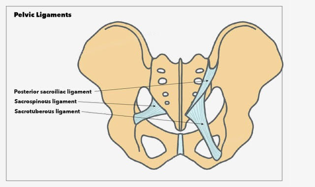 <p>Pelvic Ligaments