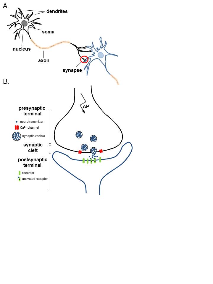 <p>Anatomy of Neurons