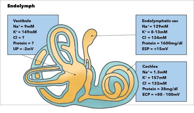 <p>Endolymph. The image depicts the endolymph, vestibule, endolymphatic sac, and cochlea.</p>