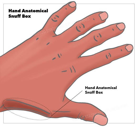 <p>Hand Anatomical Snuffbox</p>