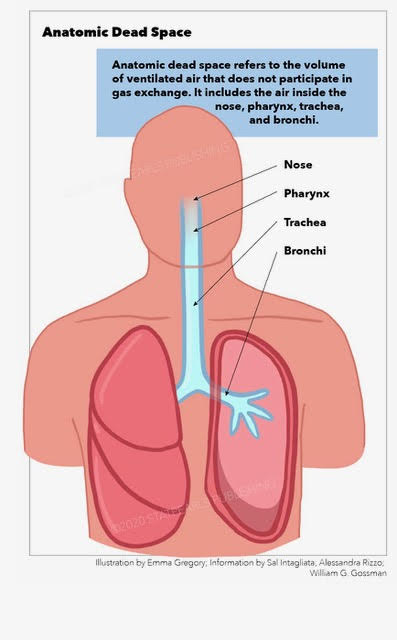 <p>Anatomic Dead Space