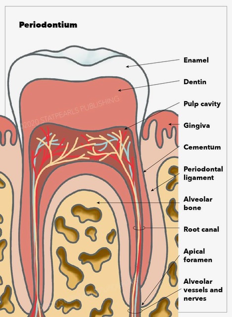 <p>Periodontium Anatomy