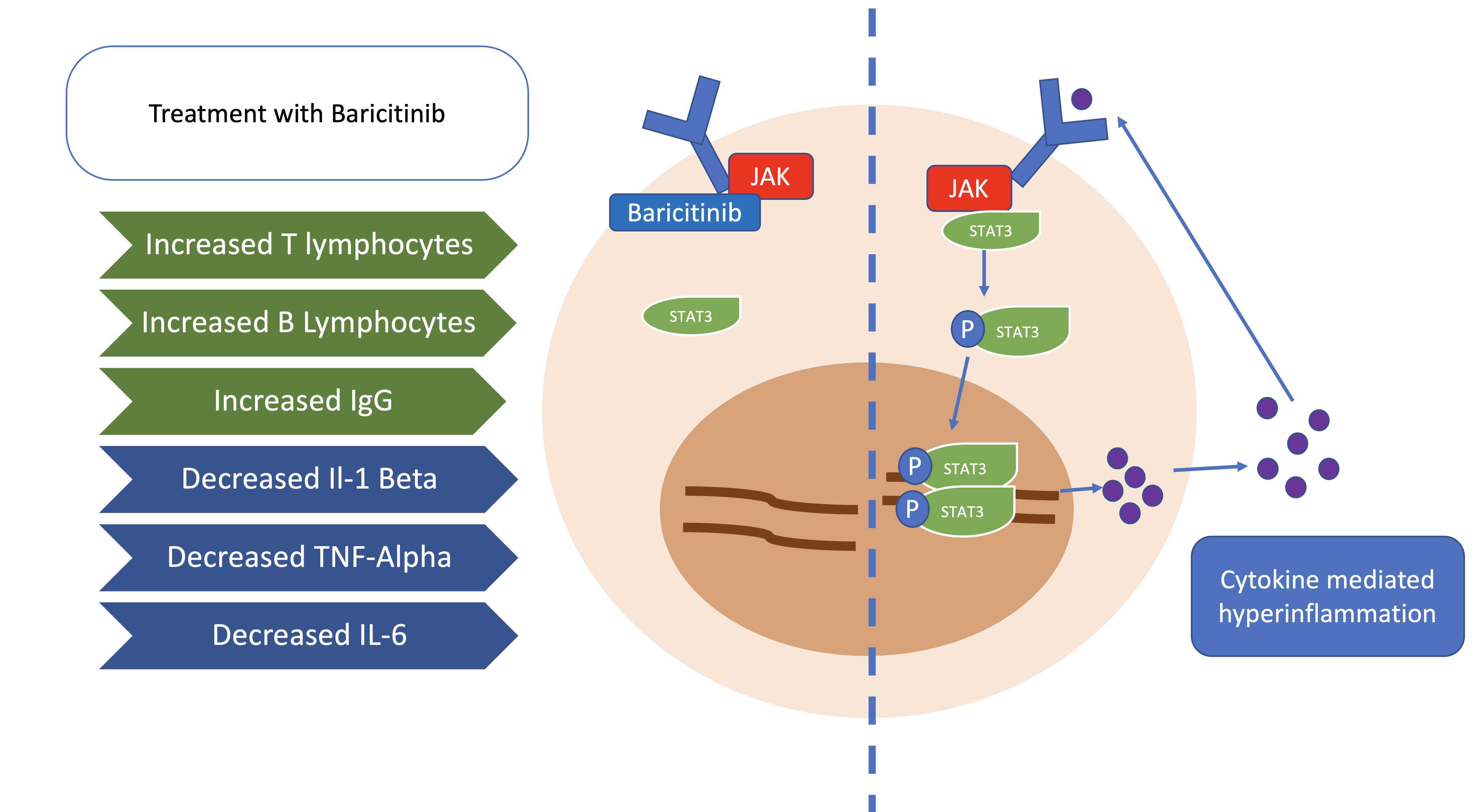 Baricitinib mechanism of Action