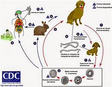 Toxocara canis life-cycle