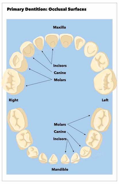 Occlusal surfaces of the primary dentition