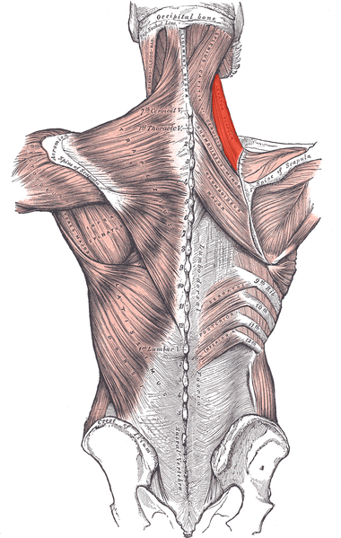 Description: Muscles connecting the upper extremity to the vertebral column, Occipital Bone, Superior Nuchal Line, Sternoclei