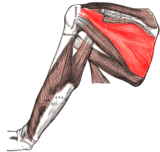 Muscles of the shoulder; infraspinatus