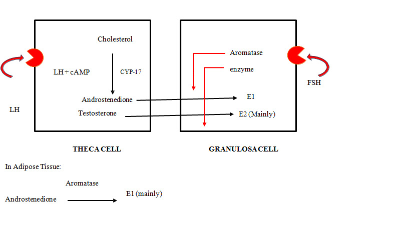 Two cell two gonadotropin theory