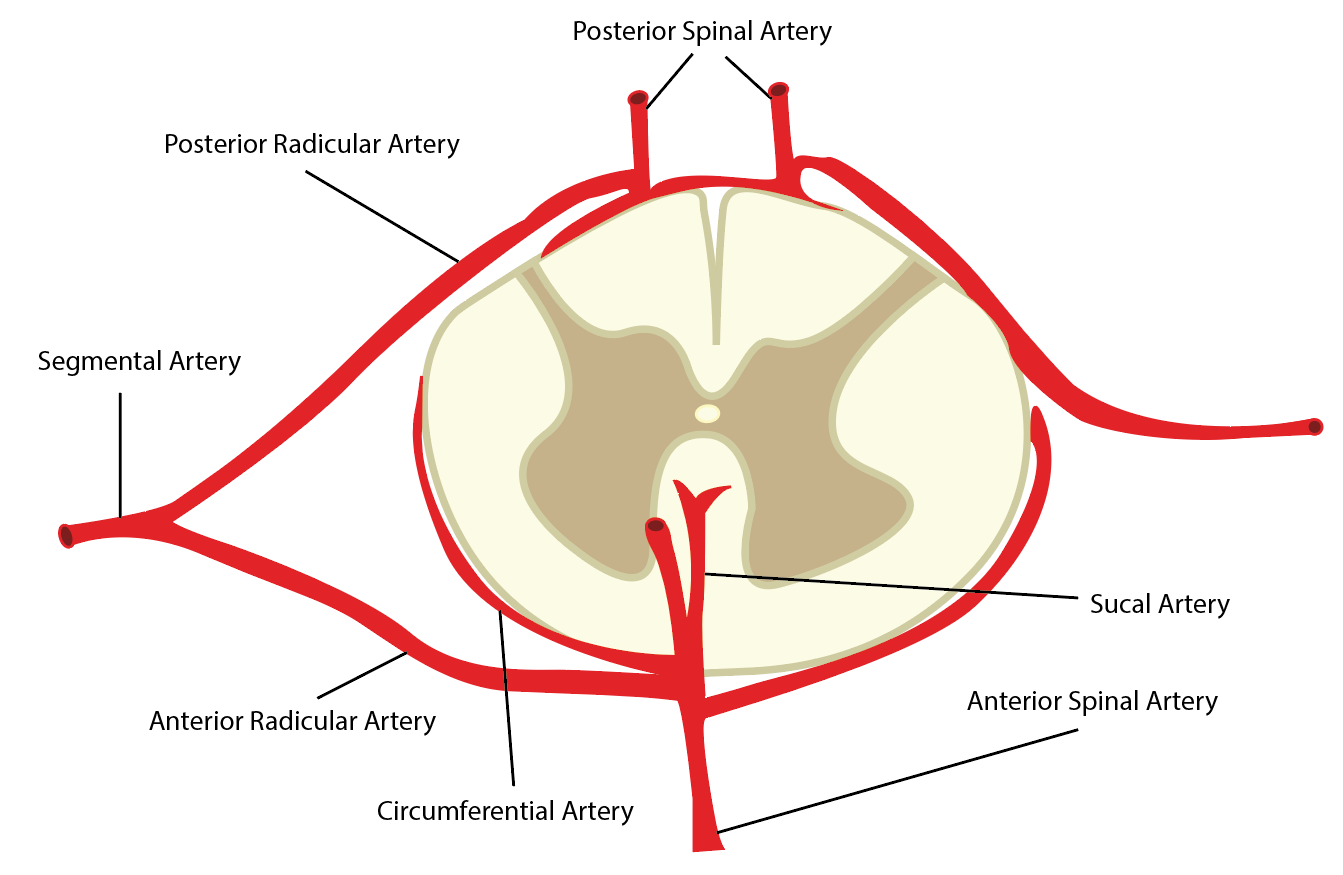 Spinal Arteries 1