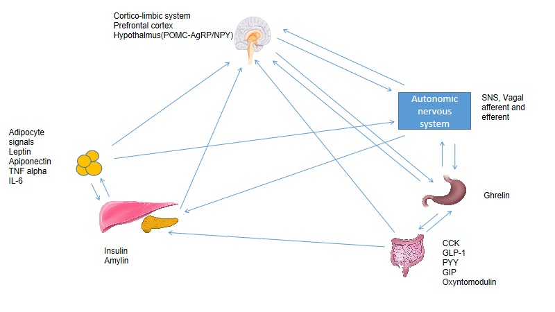 <p>Central and Peripheral Control of Weight and Appetite