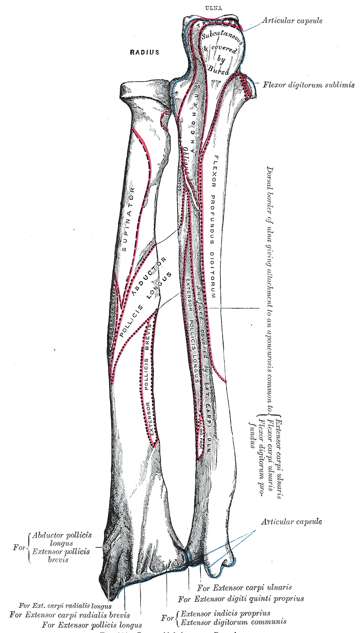 <p>Bone Markings on the Radius and Ulna