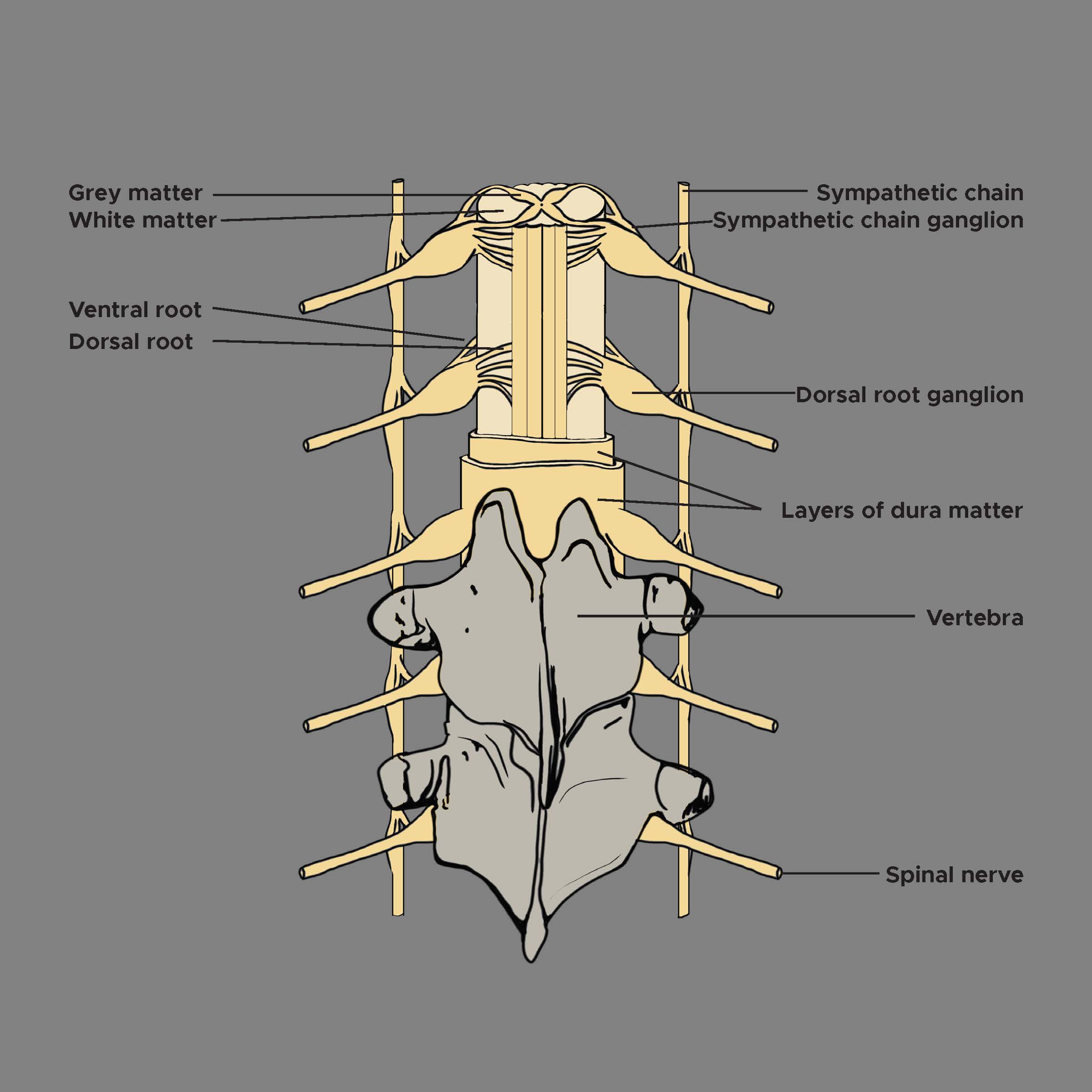 <p>Dorsal Root Ganglion, Vertebrae, Grey and White Matter</p>