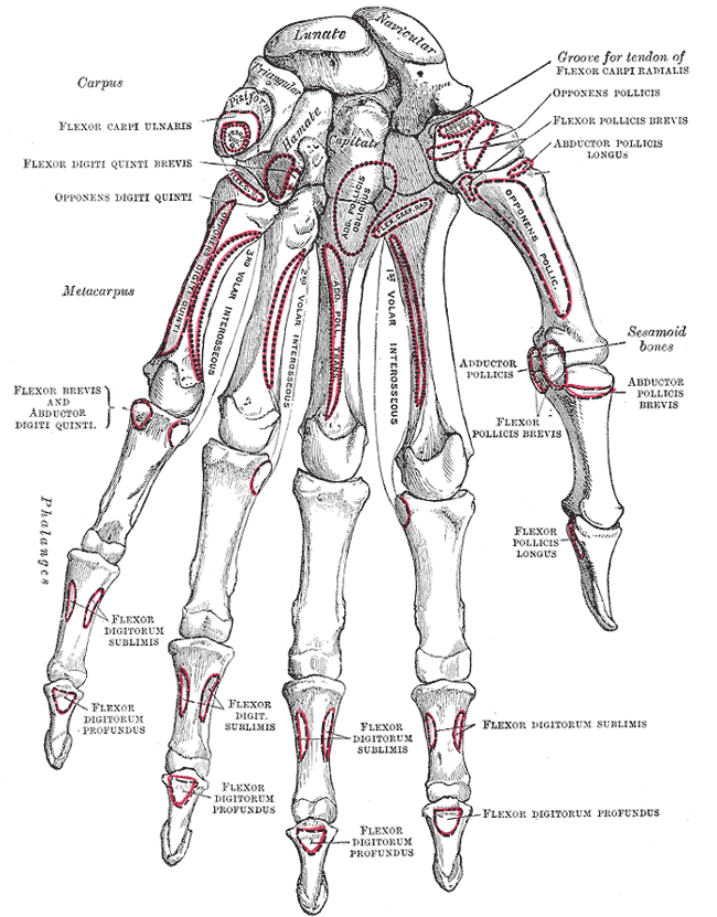 <p>Left Hand Anatomy