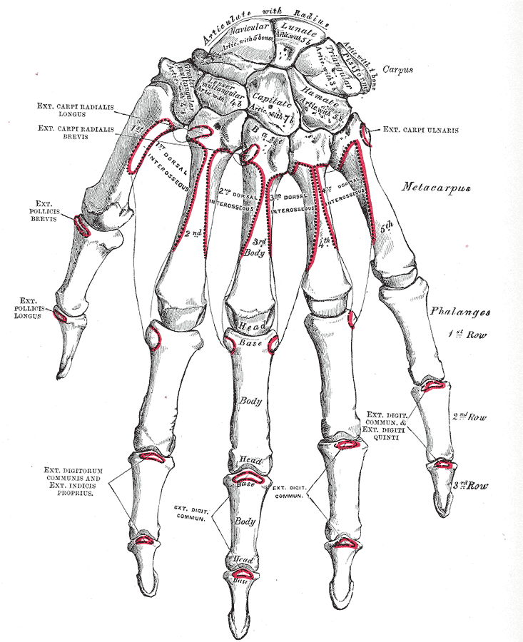 <p>Right Hand Anatomy