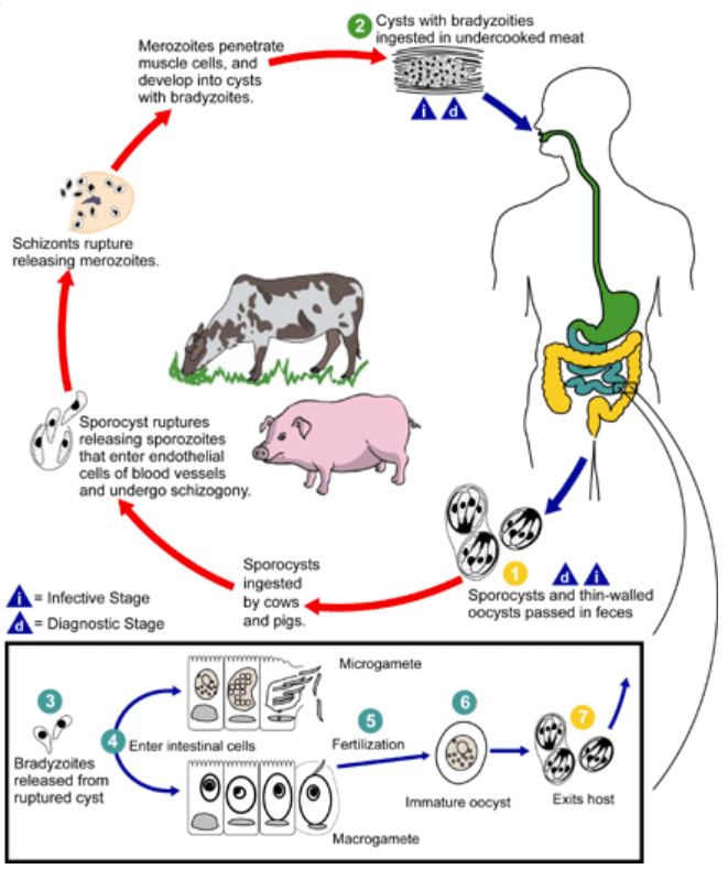 <p>Life Cycle