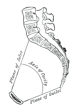 <p>Pelvis Anatomy