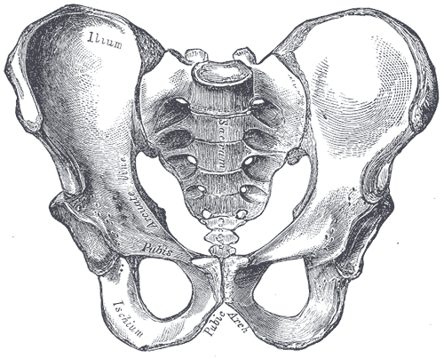 <p>Male Pelvis Anatomy. Anatomy includes ilium, arcuate line, pubis, ischium, pubis arch, and sacrum.</p>