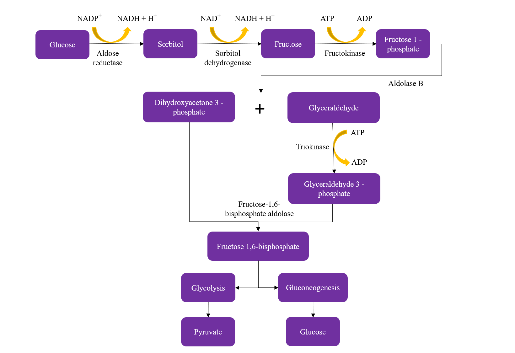 <p>The Metabolic Pathway of Fructose</p>