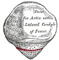 <p>Posterior Patella