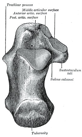 <p>Calcaneus, Trochlear Process, Sustentaculum Tali, Sulcus Calcanei, Tuberosity, Superior Surface</p>