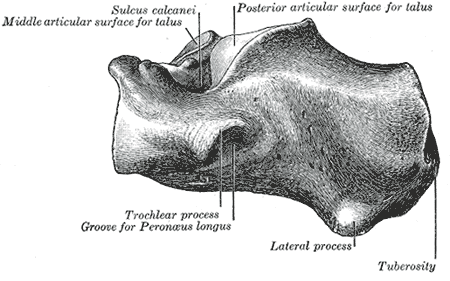 <p>Calcaneus, Lateral Surface, Sulcus Calcanei, Talus, Peroneus Longus</p>