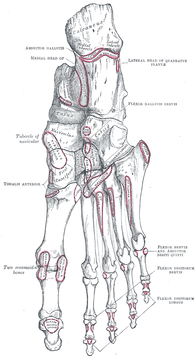 <p>Anatomy of the Plantar Surface of Right Foot Bones
