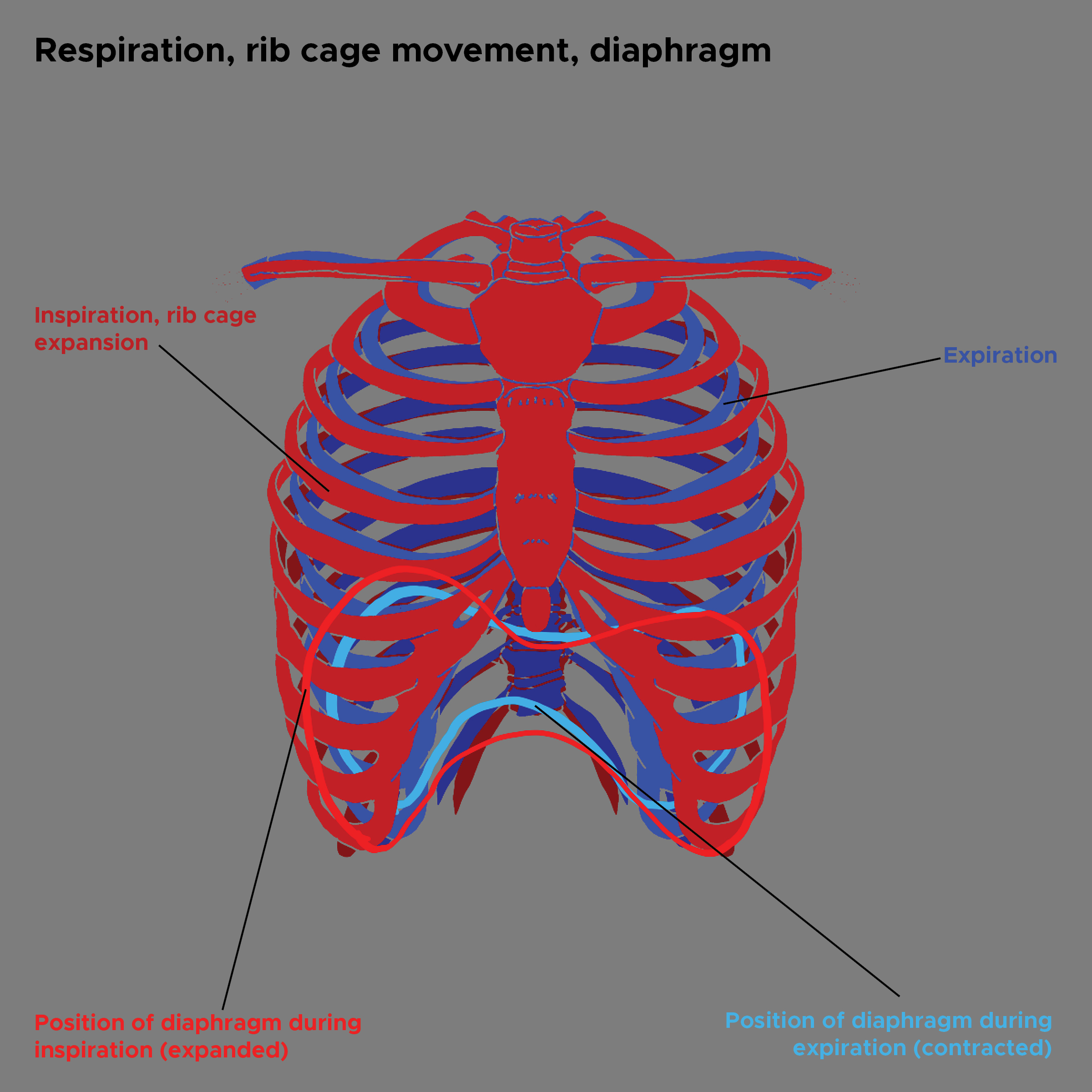 Illustration of rib cage movements during respiration. Diaphragm, rib cage, respiration, inspiration, expiration.