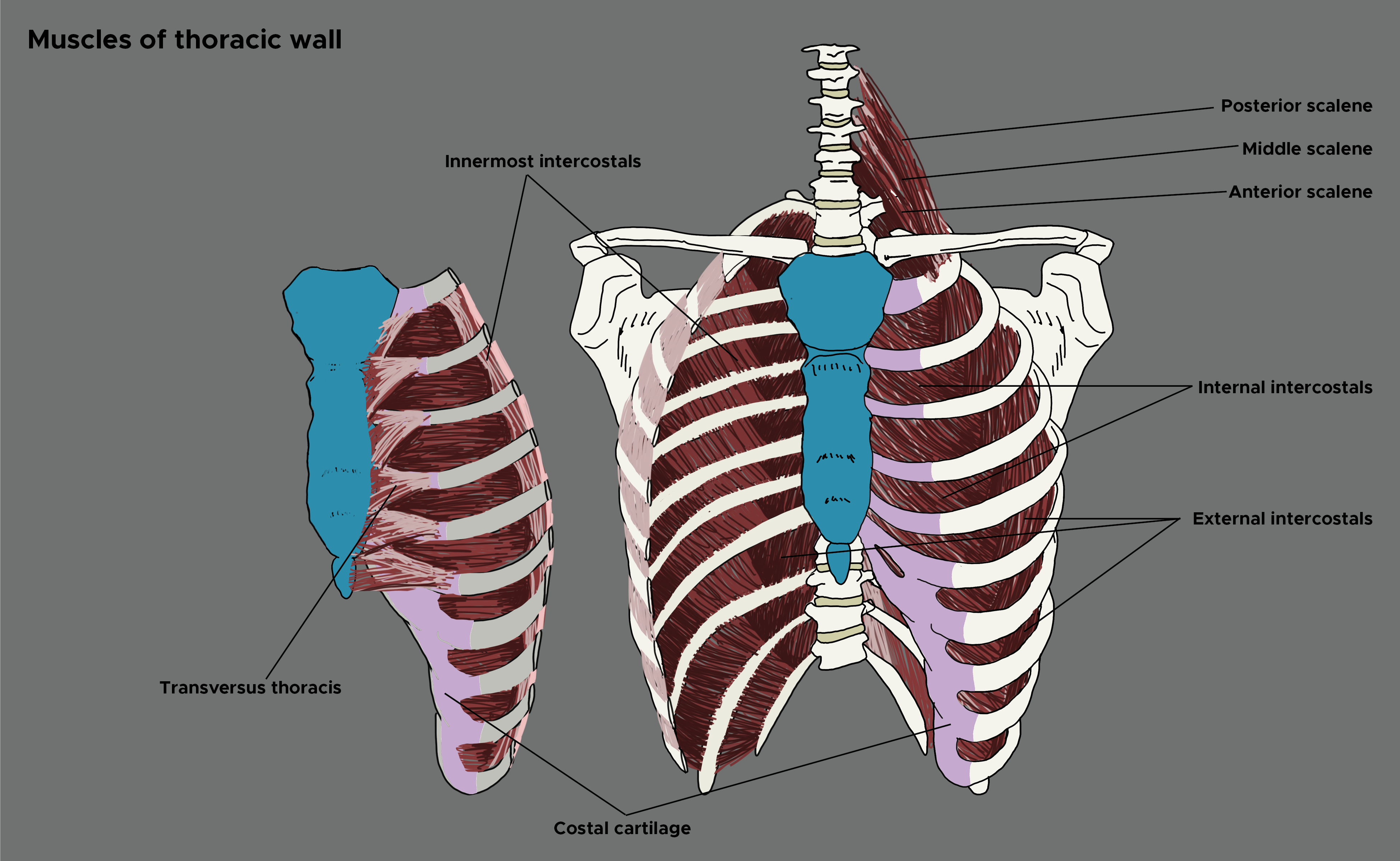 Illustration of the muscles ,of thoracic wall. Intercostals, scalene muscles, sternum, costal cartilage.