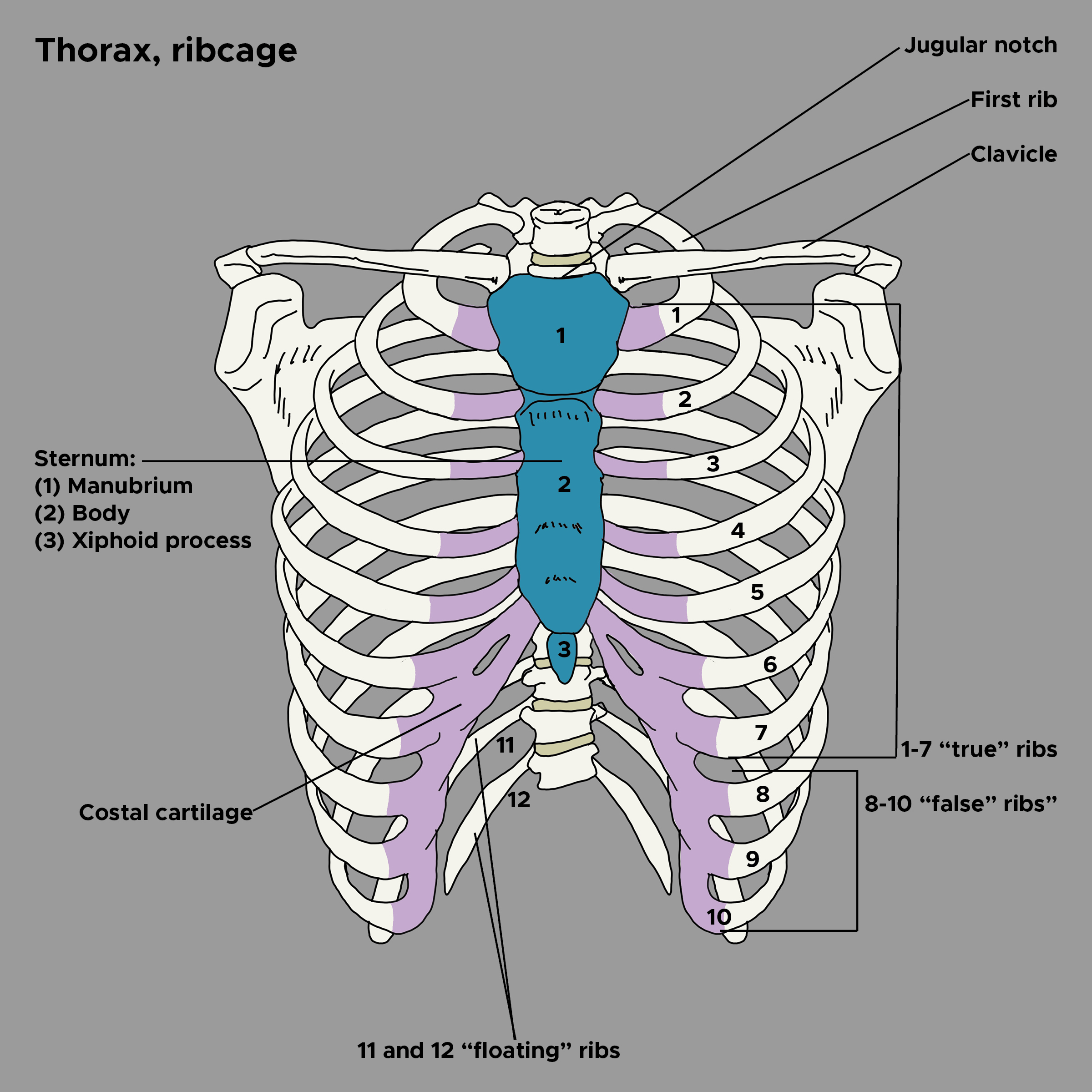 Illustration of bones, cartilage of thorax