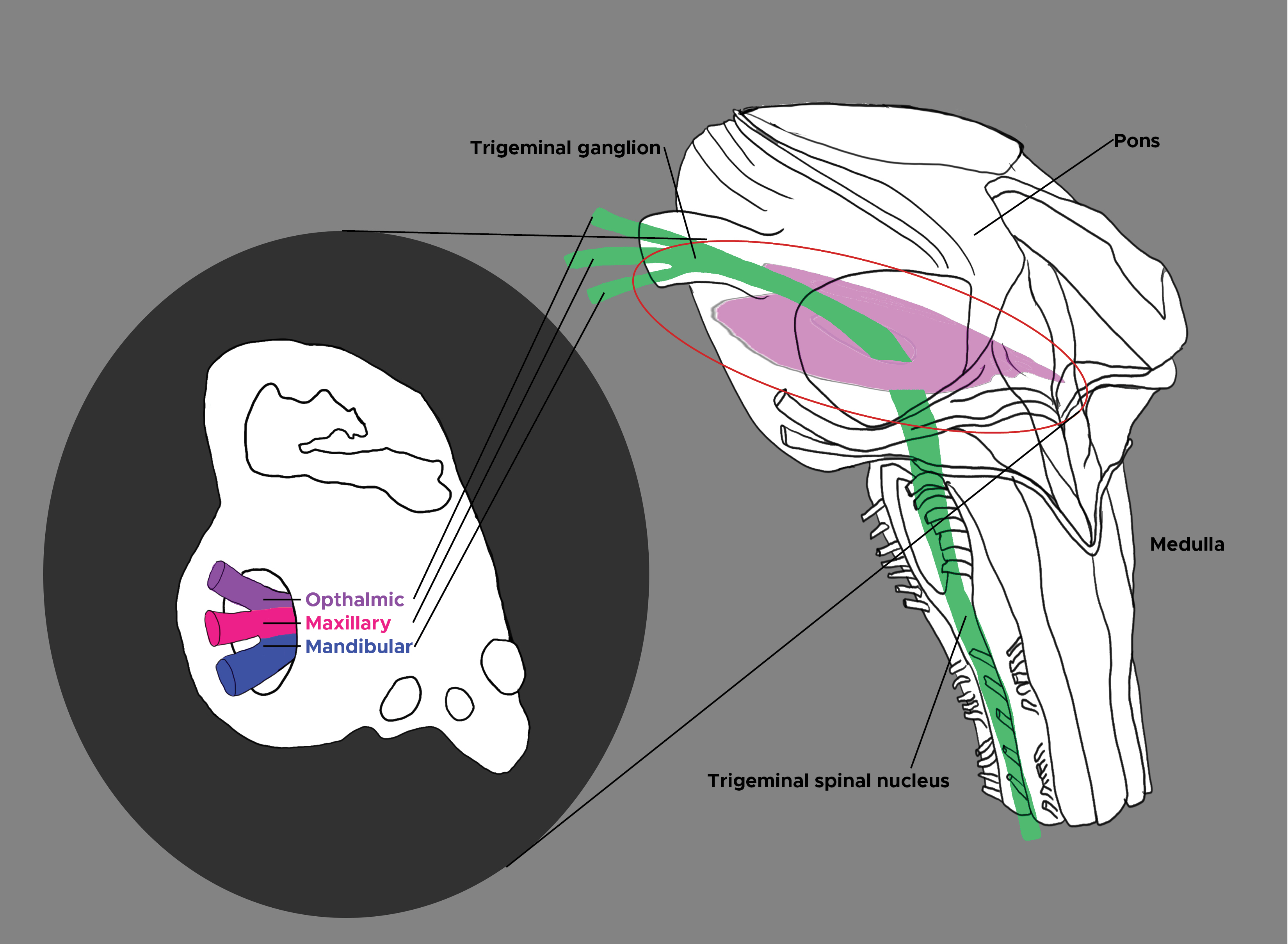 <p>Trigeminal Nucleus and Ganglion