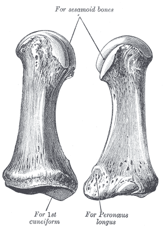 <p>First Metatarsal. Image includes sesamoid bone, cuneiform, and peroneus longus.</p>