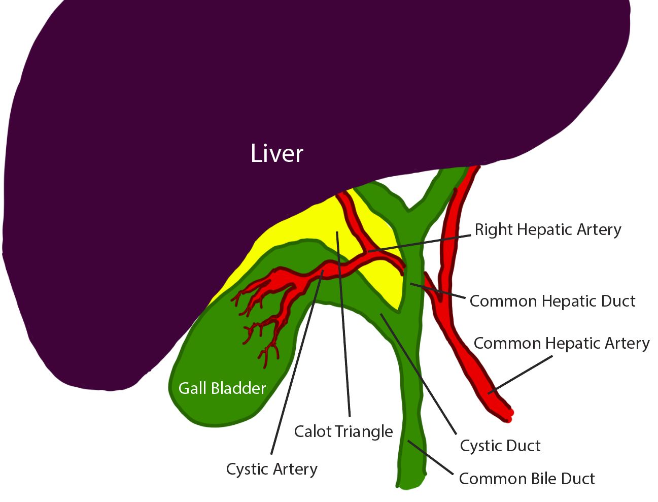 Diagram of the Calot triangle and local anatomy.