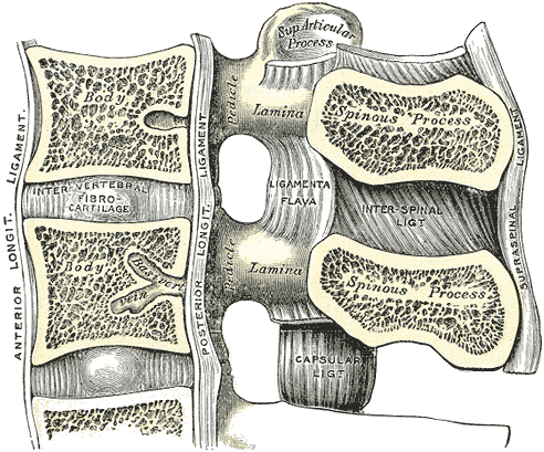 <p>Lumbar Vertebral Anatomy