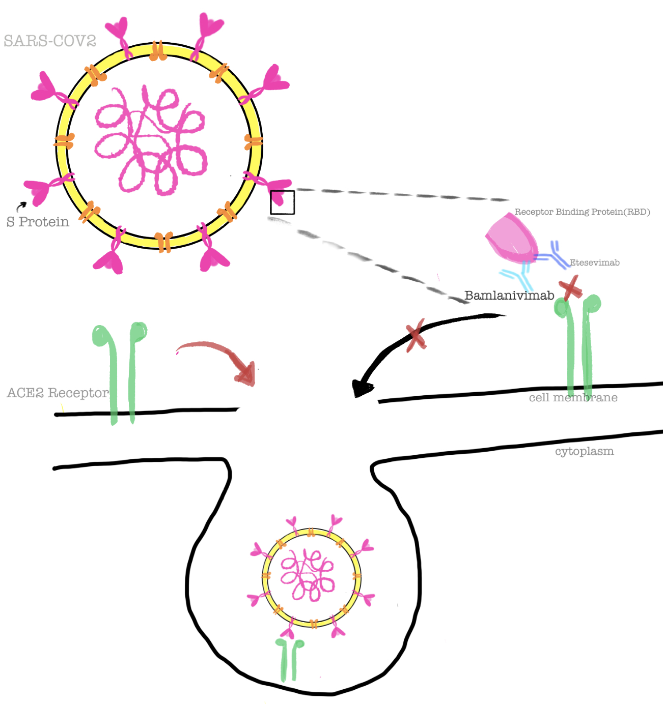 <p>&nbsp;Bamlanivimab Mechanism of Action.</p>