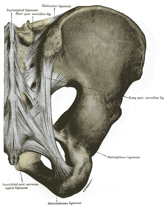 <p>Posterior articulations, Pelvis, Supraspinal, ligament, Short posterior, Sacroiliac, Iliolumbar, Sacrospinous, Sacrotubero