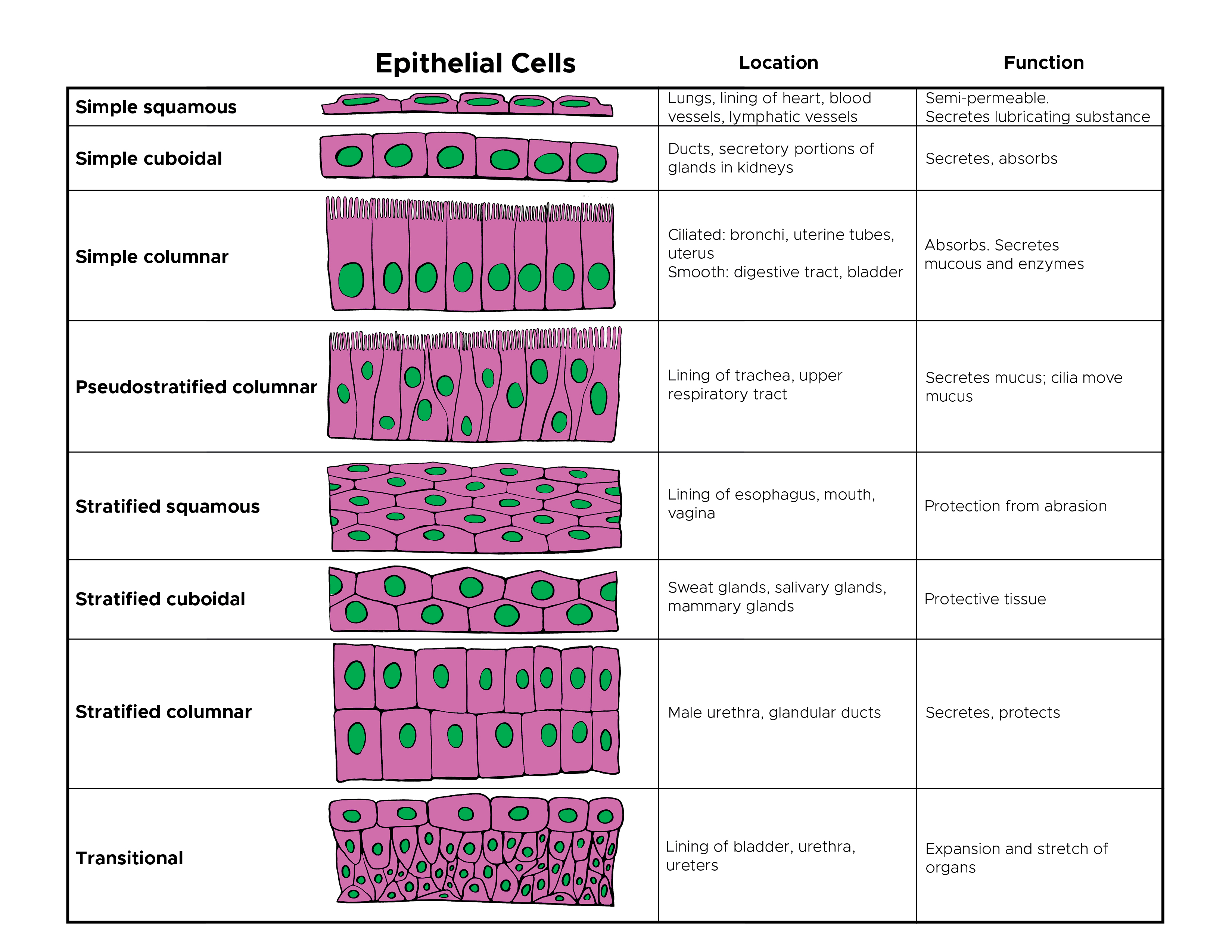 <p>Epithelial Cells, Location and Function