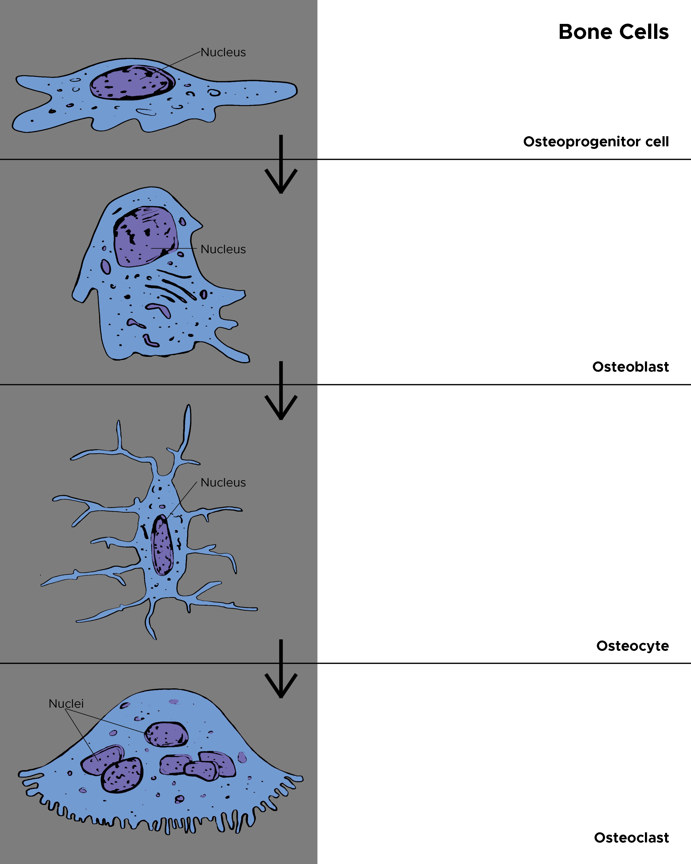 <p>Cells in the Bone