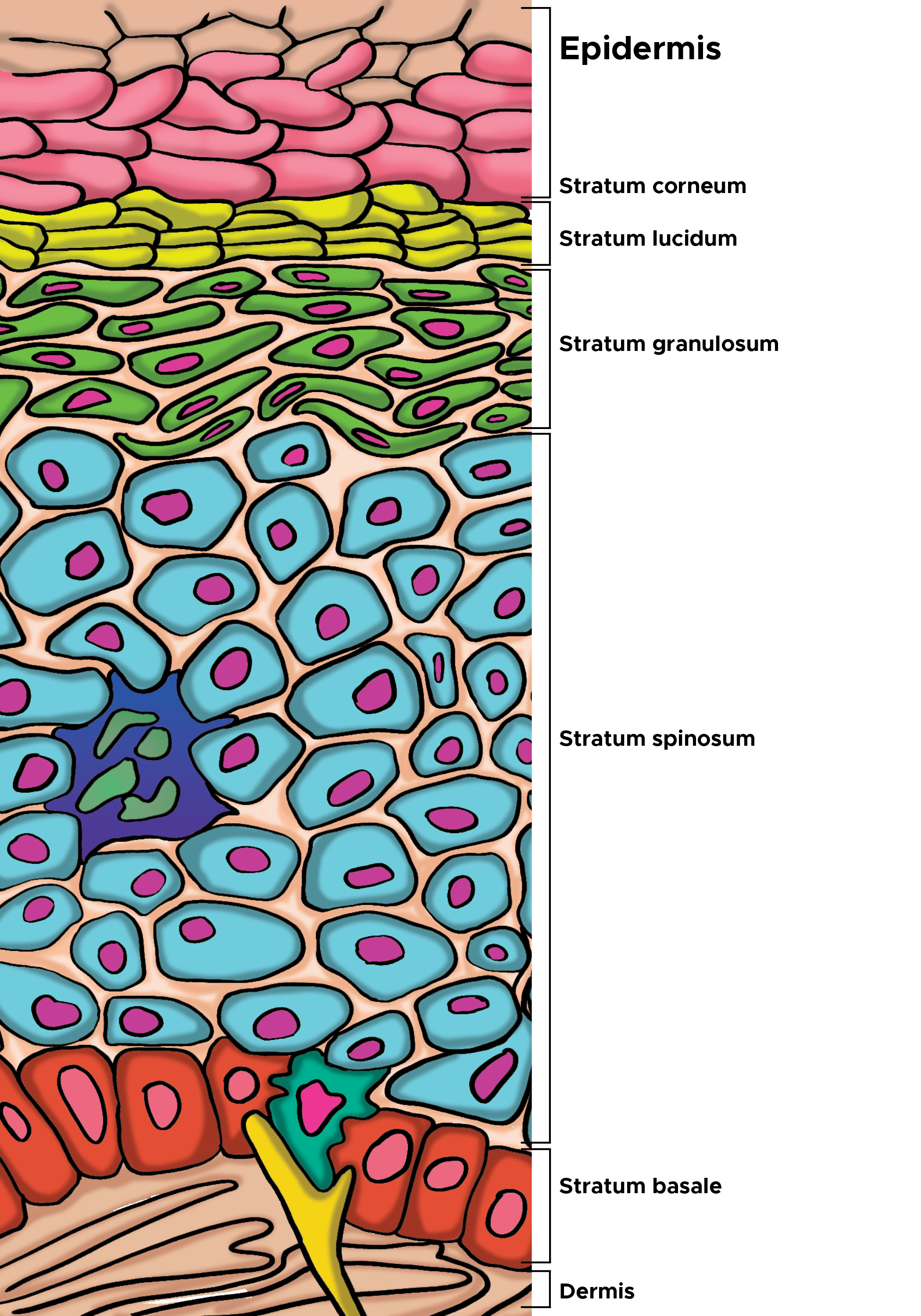 <p>Cells of the Epidermis