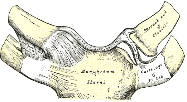 <p>Sternoclavicular articulation, Anterior view, Manubrium, Sterni, Cartilage, First Rib, Ribs, Sternal end, Clavicle, Interc