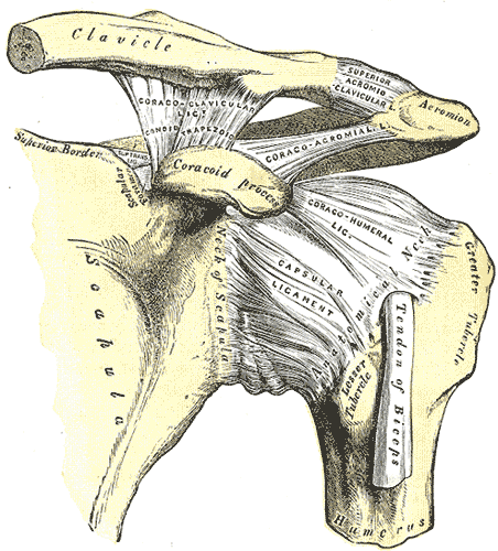 <p>Left Shoulder, Acromioclavicular joints, Scapula, Clavicle, Superior Acromioclavicular, Ligament, Acromio, Coracoacromial,