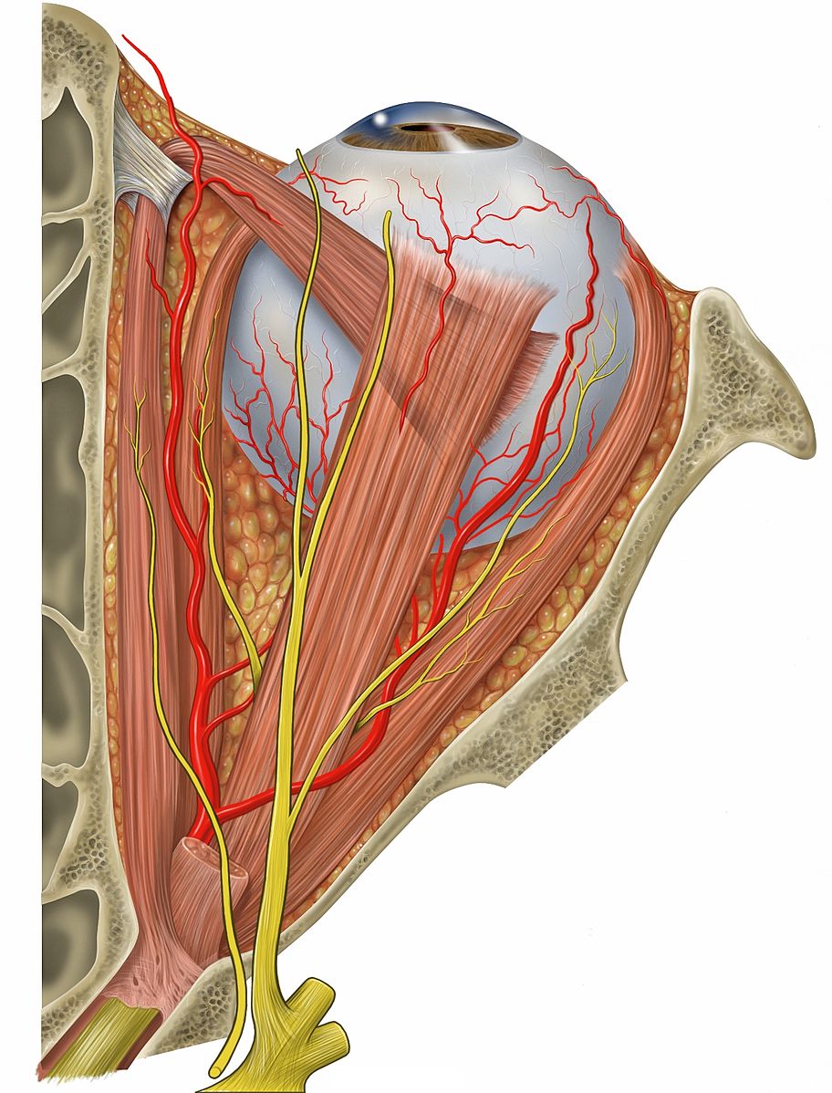 Superior Oblique Myomymia: Anatomy of the Superior Oblique Muscle