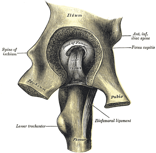 <p>Left Hip Joint, Femur, Ischium, Pubis, Ilium, Fovea Capitis, Iliofemoral ligament</p>