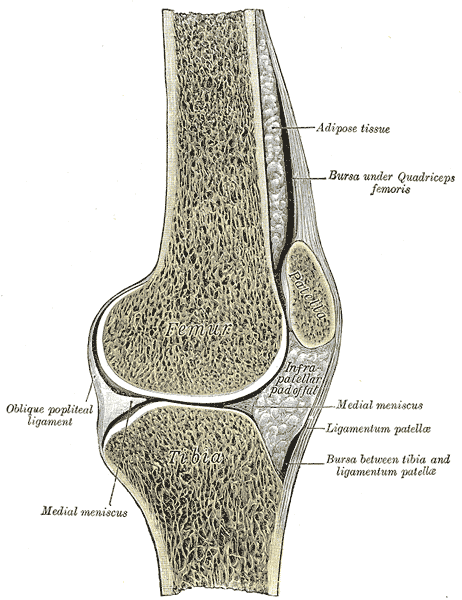<p>Sagittal Section of Right knee-Joint, Oblique Popliteal Ligament, Medial Meniscus, Infrapatellar pad of fat, Ligamentum pa