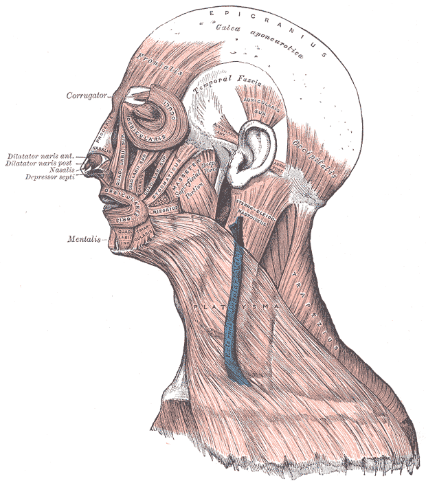 <p>Head Face and Neck Muscles, Epicranius, Galea aponeurotica, Frontalis, Temporal Fascia, Auricularis Superior, Auricularis 
